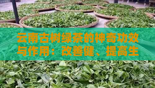 云南古树绿茶的神奇功效与作用：改善健、提高生活质量的综合指南