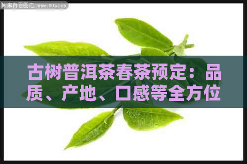 古树普洱茶春茶预定：品质、产地、口感等全方位解析及购买指南