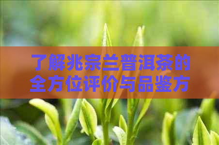 了解兆宗兰普洱茶的全方位评价与品鉴方法