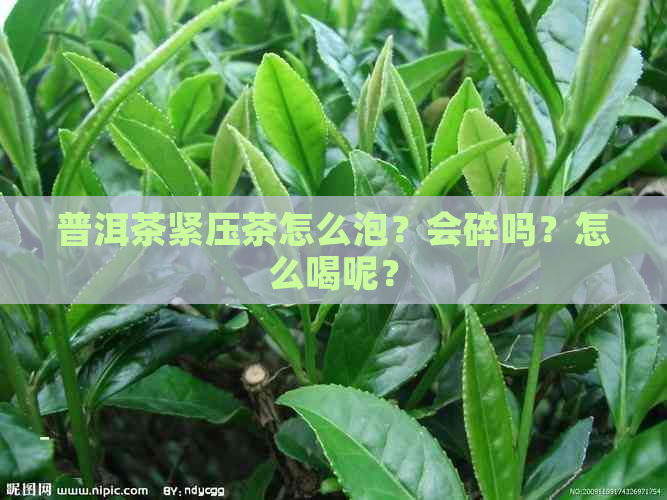 普洱茶紧压茶怎么泡？会碎吗？怎么喝呢？