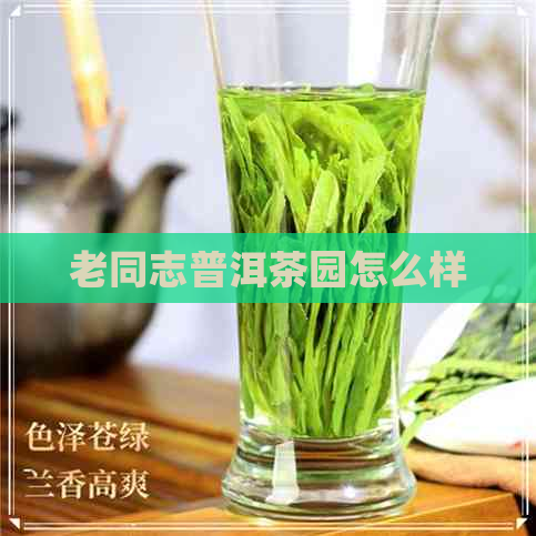 老同志普洱茶园怎么样