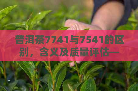 普洱茶7741与7541的区别，含义及质量评估——关于这款普洱茶的关键解析