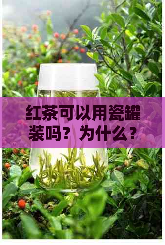 红茶可以用瓷罐装吗？为什么？红茶可以用瓷壶泡吗？