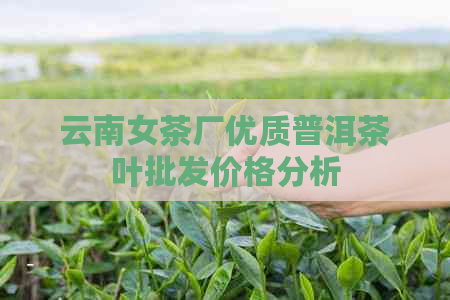 云南女茶厂优质普洱茶叶批发价格分析