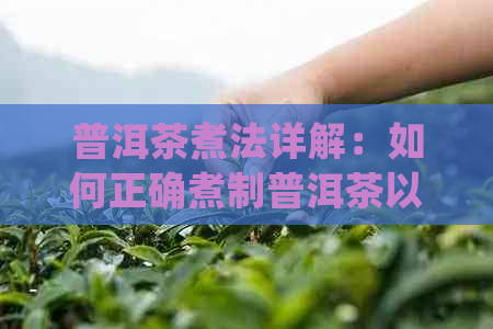 普洱茶煮法详解：如何正确煮制普洱茶以获得口感和效果？