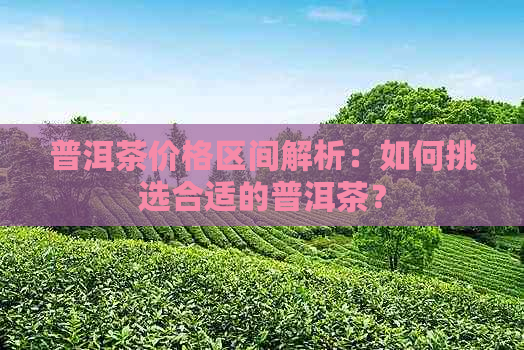 普洱茶价格区间解析：如何挑选合适的普洱茶？