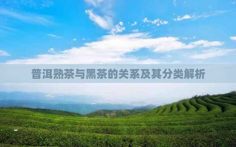 普洱熟茶与黑茶的关系及其分类解析