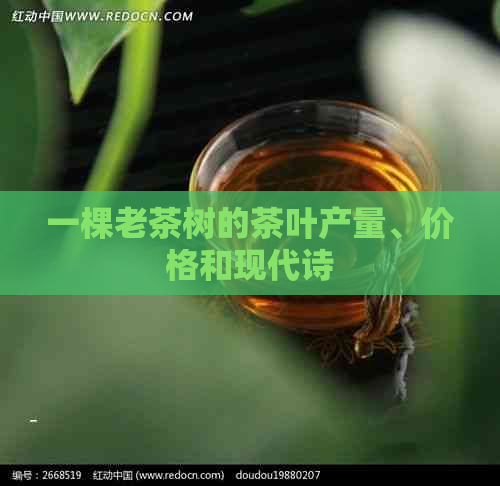 一棵老茶树的茶叶产量、价格和现代诗