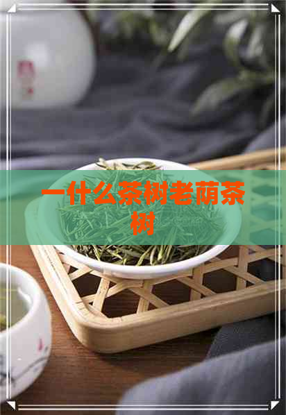 一什么茶树老荫茶树