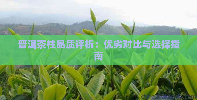 普洱茶柱品质评析：优劣对比与选择指南