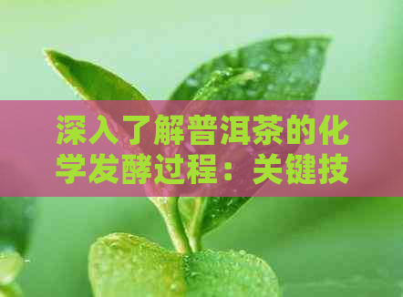 深入了解普洱茶的化学发酵过程：关键技术与实践探讨