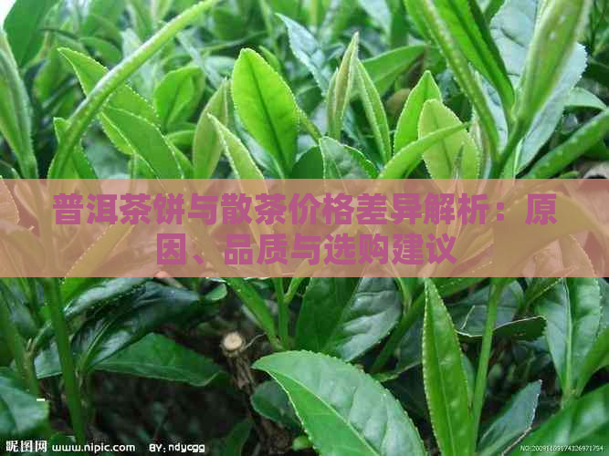 普洱茶饼与散茶价格差异解析：原因、品质与选购建议