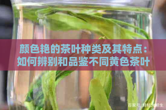 颜色艳的茶叶种类及其特点：如何辨别和品鉴不同黄色茶叶？