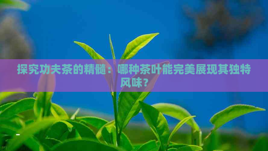 探究功夫茶的精髓：哪种茶叶能完美展现其独特风味？