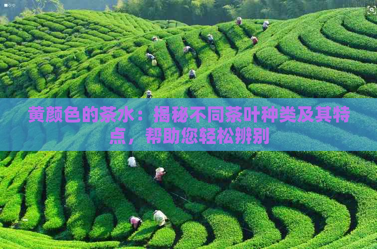 黄颜色的茶水：揭秘不同茶叶种类及其特点，帮助您轻松辨别