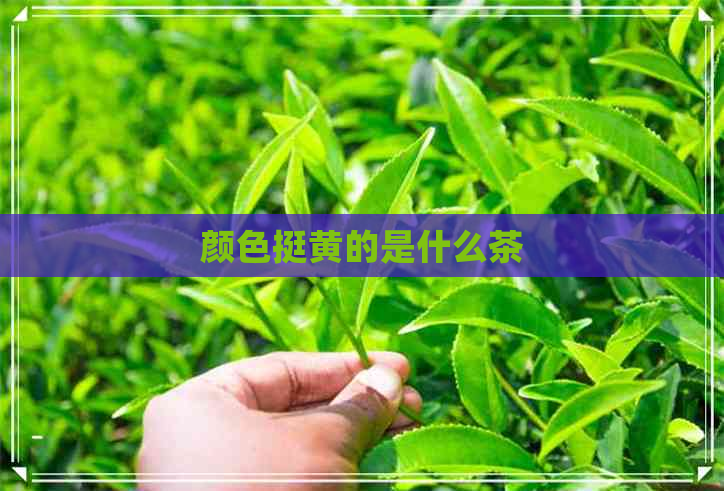 颜色挺黄的是什么茶