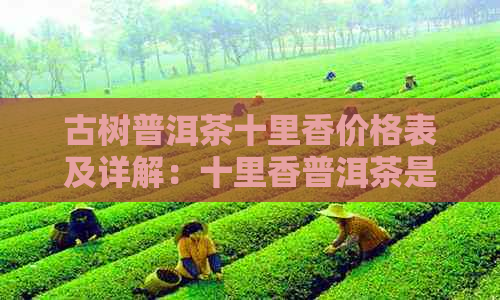 古树普洱茶十里香价格表及详解：十里香普洱茶是什么茶？