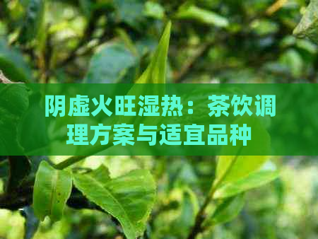 阴虚火旺湿热：茶饮调理方案与适宜品种