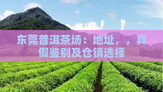 东莞普洱茶场：地址，，真假鉴别及仓镇选择