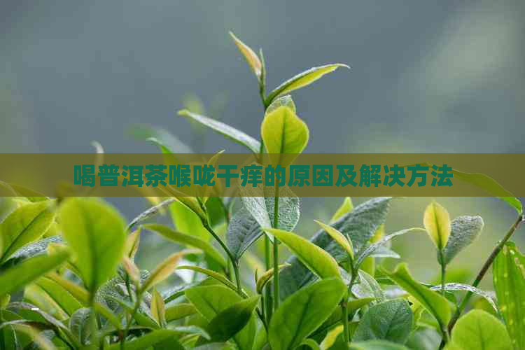 喝普洱茶喉咙干痒的原因及解决方法