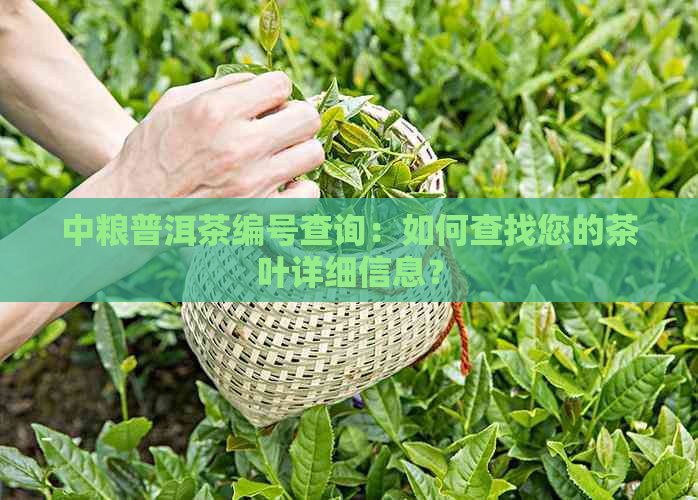 中粮普洱茶编号查询：如何查找您的茶叶详细信息？