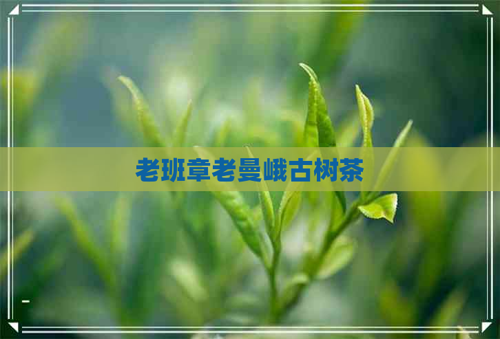 老班章老曼峨古树茶