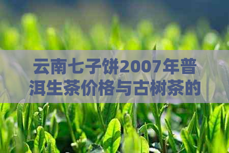 云南七子饼2007年普洱生茶价格与古树茶的关系分析