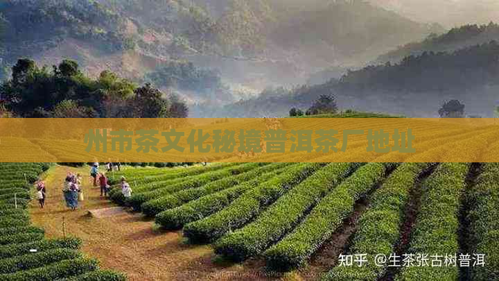 州市茶文化秘境普洱茶厂地址