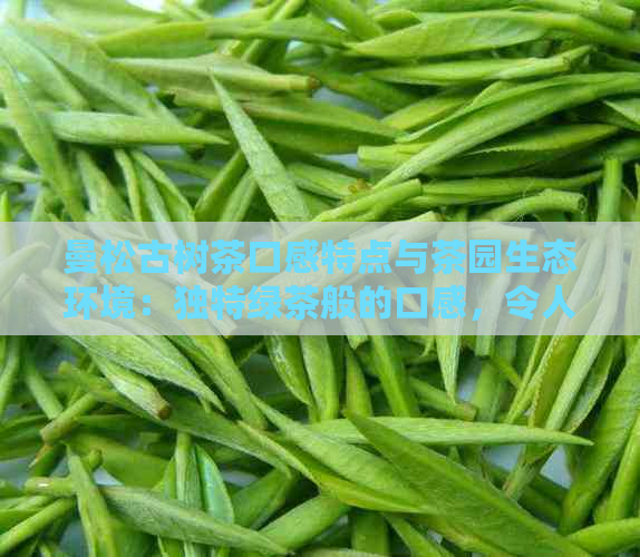 曼松古树茶口感特点与茶园生态环境：独特绿茶般的口感，令人难以忘怀！