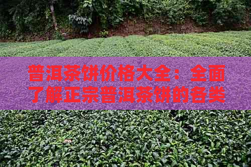 普洱茶饼价格大全：全面了解正宗普洱茶饼的各类价格及影响因素