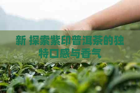 新 探索紫印普洱茶的独特口感与香气