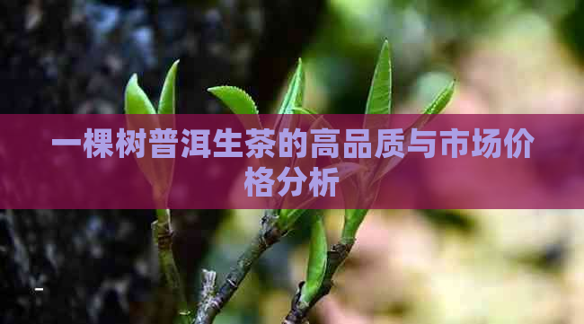 一棵树普洱生茶的高品质与市场价格分析