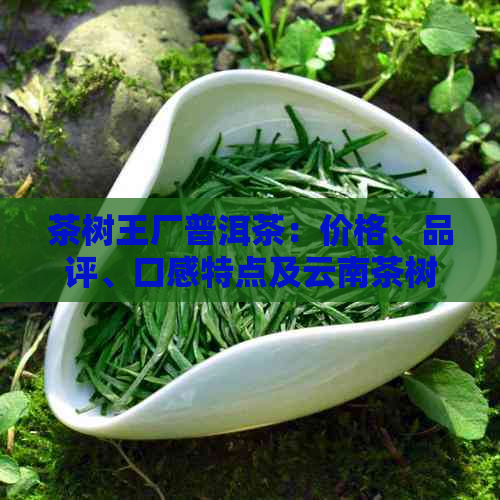 茶树王厂普洱茶：价格、品评、口感特点及云南茶树王茶业的评价