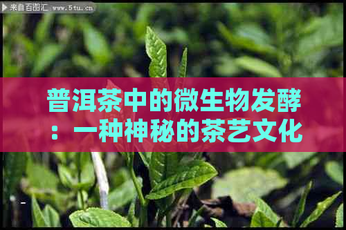 普洱茶中的微生物发酵：一种神秘的茶艺文化