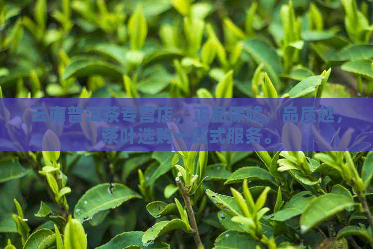 云南普洱茶专营店，正品保障，品质越，茶叶选购一站式服务。