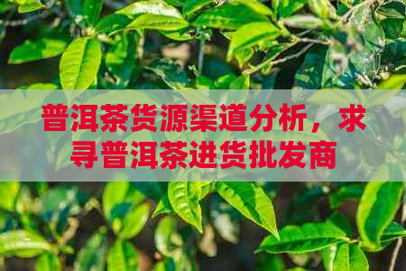 普洱茶货源渠道分析，求寻普洱茶进货批发商