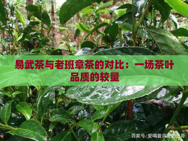 易武茶与老班章茶的对比：一场茶叶品质的较量