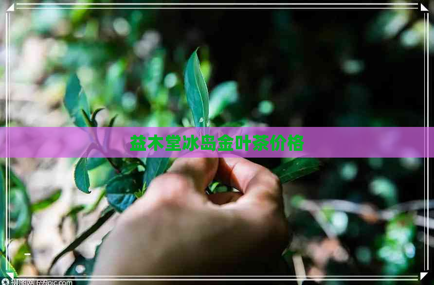 益木堂冰岛金叶茶价格