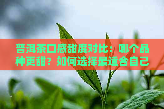 普洱茶口感甜度对比：哪个品种更甜？如何选择最适合自己口味的普洱茶？