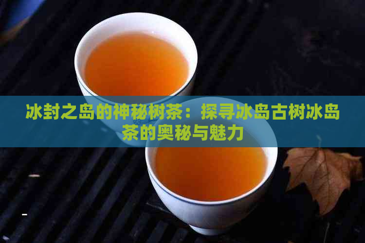 冰封之岛的神秘树茶：探寻冰岛古树冰岛茶的奥秘与魅力