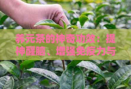 养元茶的神奇功效：提神醒脑、增强免疫力与调节身体平的综合体验