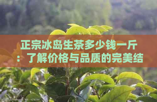 正宗冰岛生茶多少钱一斤：了解价格与品质的完美结合