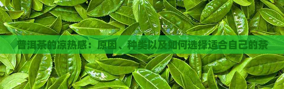 普洱茶的凉热感：原因、种类以及如何选择适合自己的茶