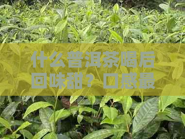 什么普洱茶喝后回味甜？口感最甜的普洱茶品种是什么？