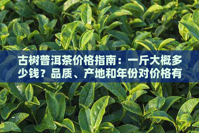 古树普洱茶价格指南：一斤大概多少钱？品质、产地和年份对价格有什么影响？