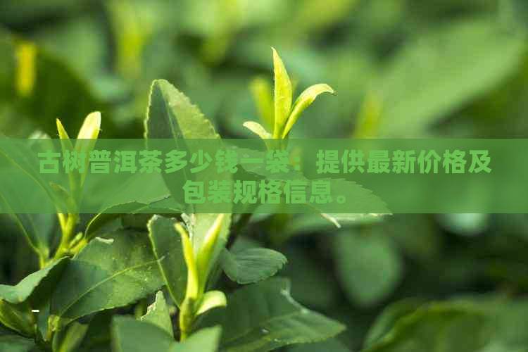 古树普洱茶多少钱一袋：提供最新价格及包装规格信息。