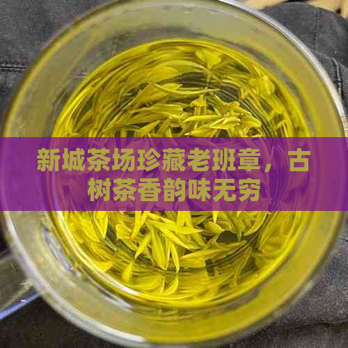 新城茶场珍藏老班章，古树茶香韵味无穷