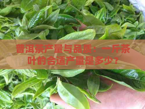 普洱茶产量与品质：一斤茶叶的合适产量是多少？