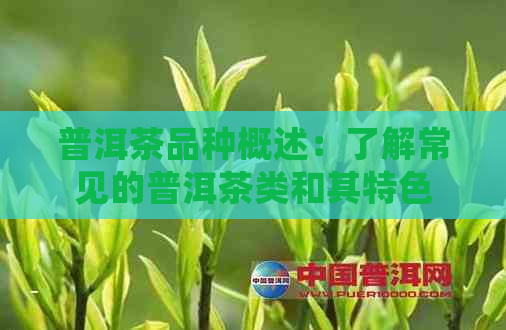 普洱茶品种概述：了解常见的普洱茶类和其特色