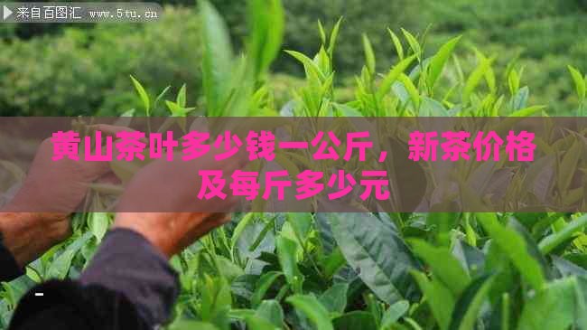 黄山茶叶多少钱一公斤，新茶价格及每斤多少元